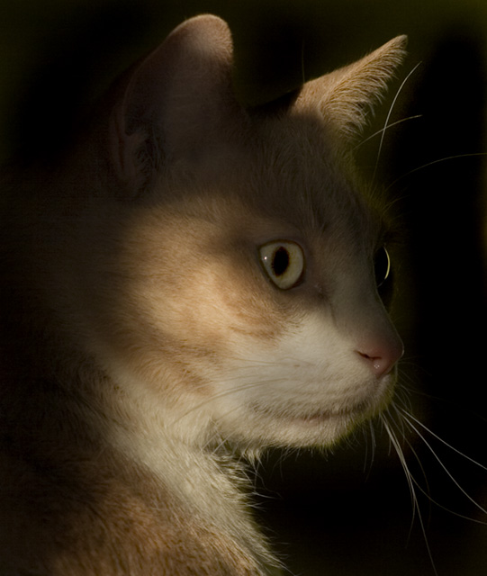 pet9-dpc-2.jpg