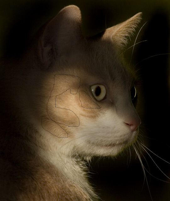 pet9-dpc-3.jpg