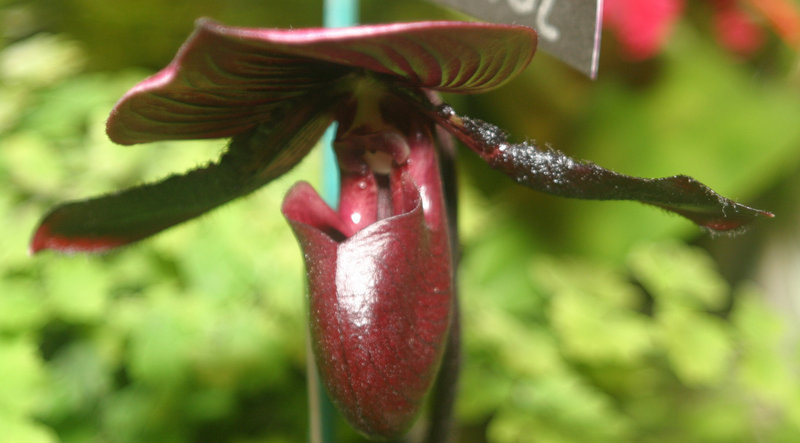 Orchid