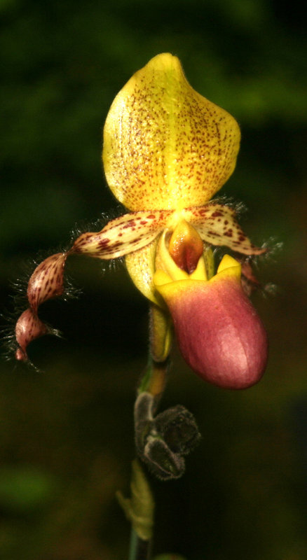Rare Orchid