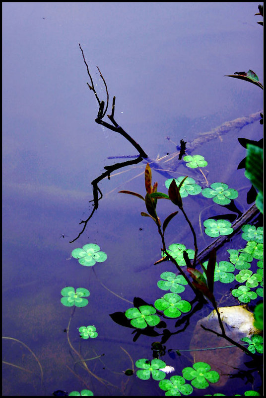 Water Clover