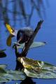 Green Heron