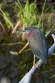 Green Heron