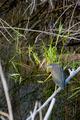 Green Heron
