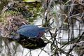 Green Heron