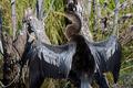 Anhinga