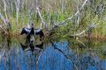 Anhinga