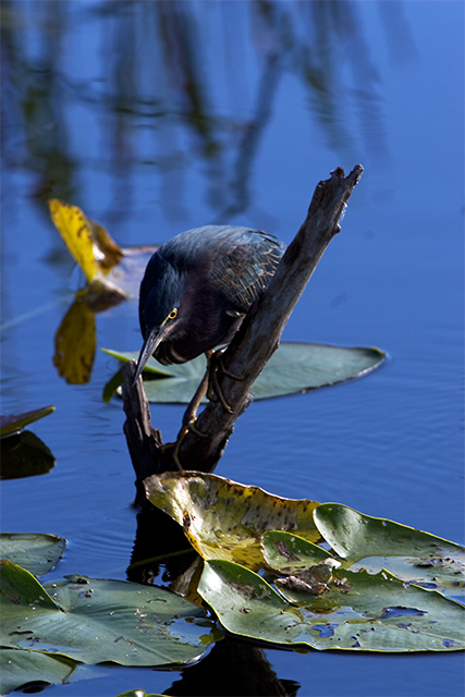 Green Heron