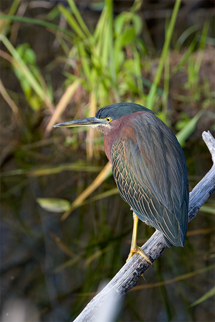 Green Heron