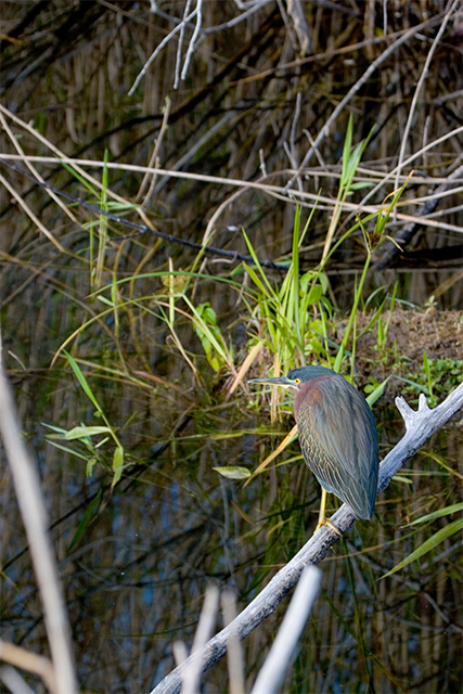 Green Heron
