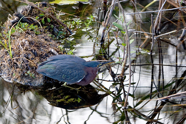 Green Heron