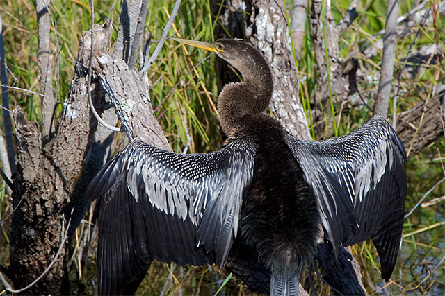 Anhinga