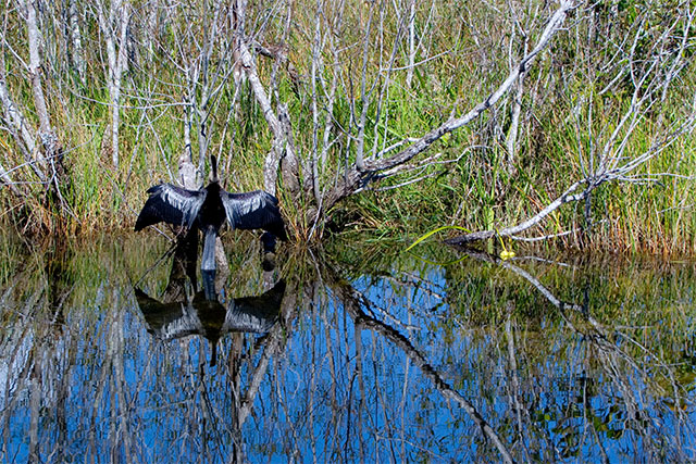 Anhinga