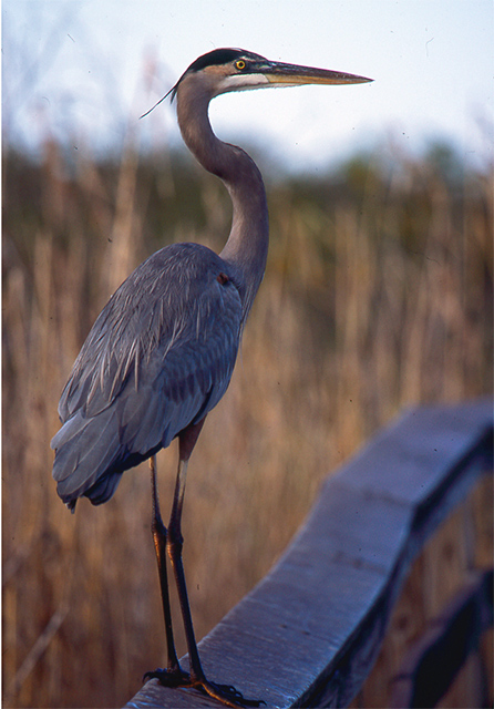 Great Blue Heron
