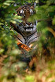 Sneaking Through the Jungle...the Prey's Perspective