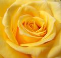 000_0703yellow-cu.jpg