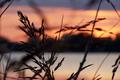 100_0279sunset-behind-reeds.jpg