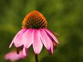 echinacea-5dpc.jpg
