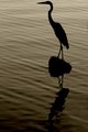 Reflection