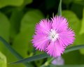 Little Pink