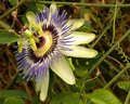 Passiflora