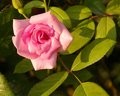 Sunrise Rose