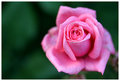 Sweet