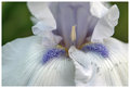 Frilly