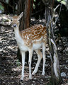 deer-in-woods-2.jpg