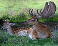 deer-mom-and-dad.jpg
