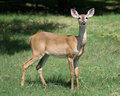 deer-posing-3.jpg