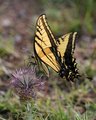 Fleeting Flutter