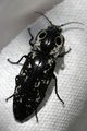 The Bug that Attacked Me
