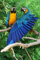 macaws-small.jpg