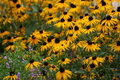 yellow-cones-smal.jpg