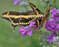 Fluttering By