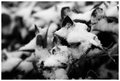 Winter of my Discontent