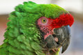 green-macaw-3.jpg