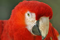 red-macaw-2.jpg