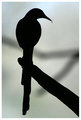 silhouette.jpg