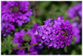 Passionate about Purple