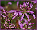 Fairy Flowers