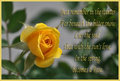 The Rose