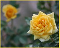 Antique Roses