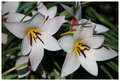 Lilies of the Field