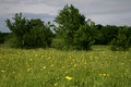 A Dandy Field