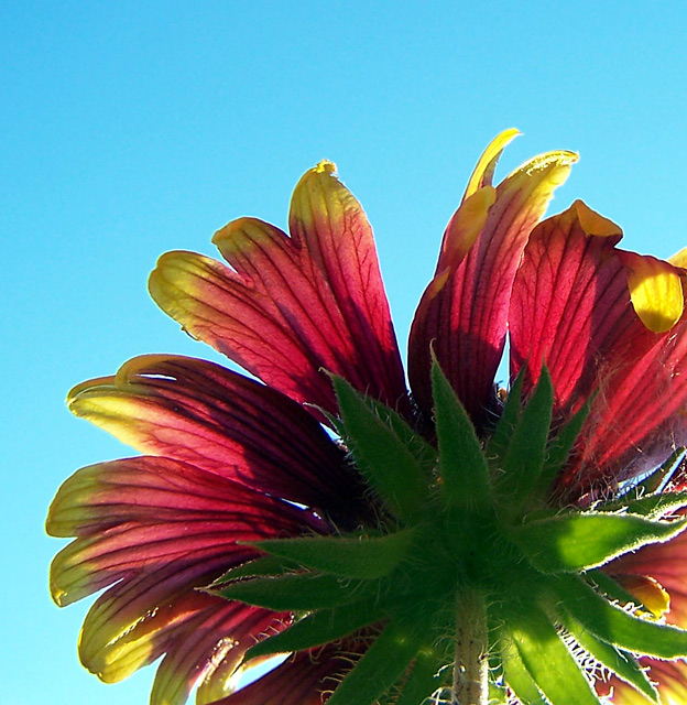 100_9972red-flower-2.jpg
