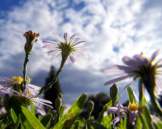 000_0720tiny-daisies.jpg