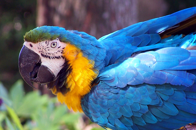 Macaw