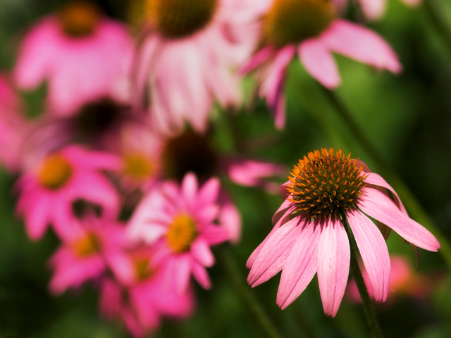 In the Pink